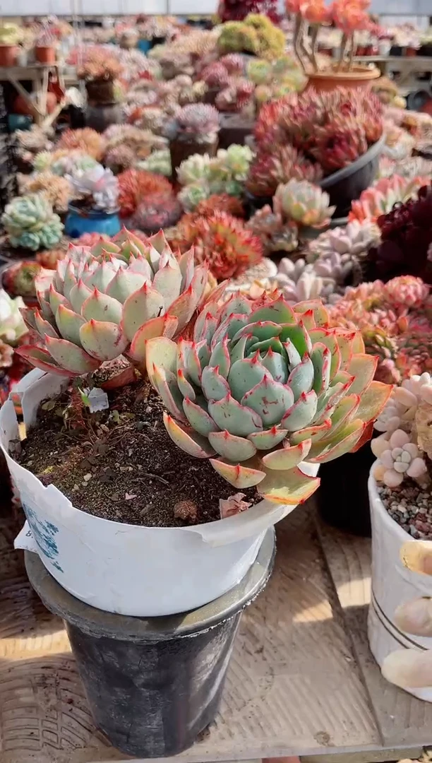 【闪购商品】12319