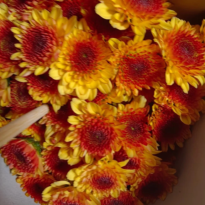 【千寒】布鲁诺橙小雏菊次日达顺丰包邮