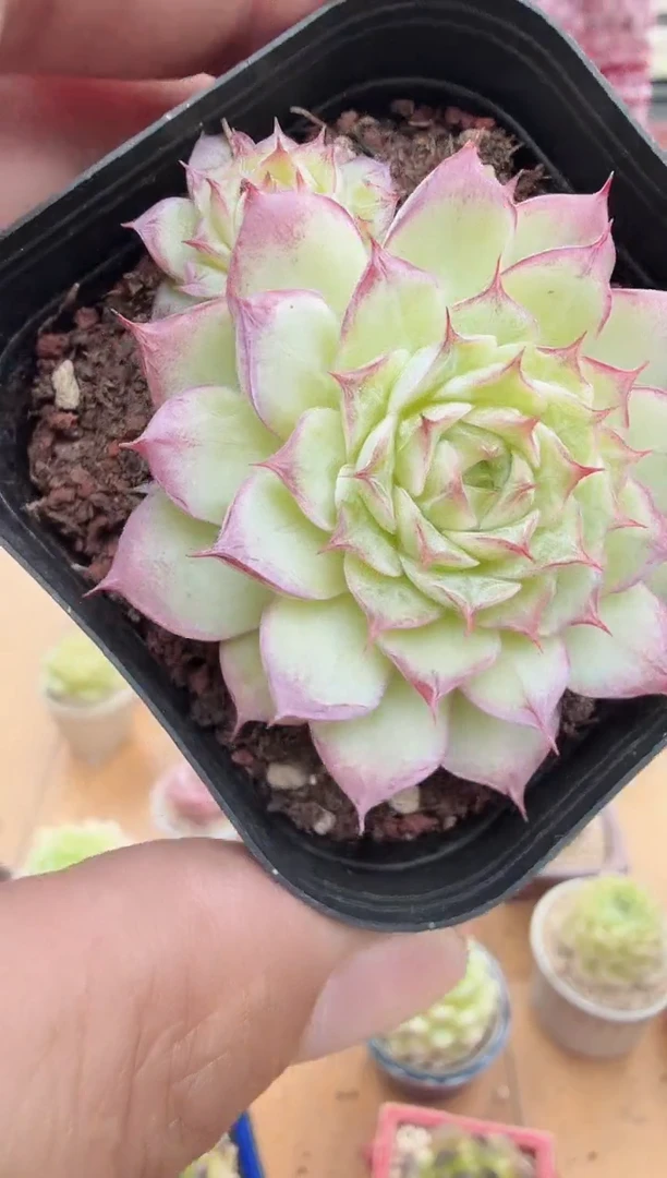 东云多肉园新款-90