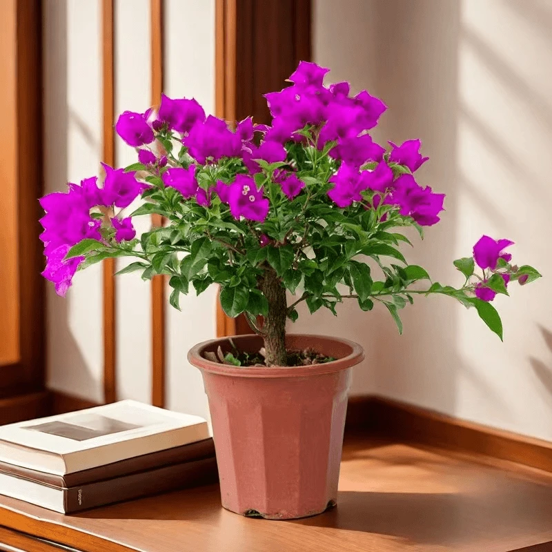 【带花发货】云南紫三角梅介意落花落叶慎拍四季开花好养易活