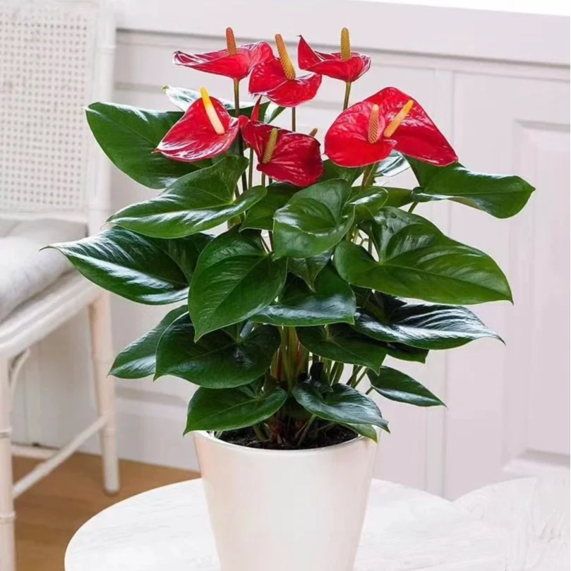 【红掌】云南盆栽鲜花 云南直发 包邮