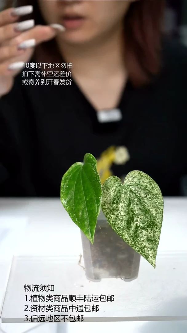完全开放白怪兽胡椒