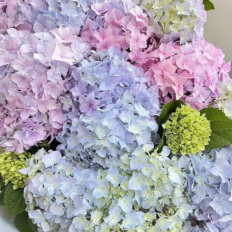 炫彩大花绣球盆栽花苗耐热花期久阳台花园植物