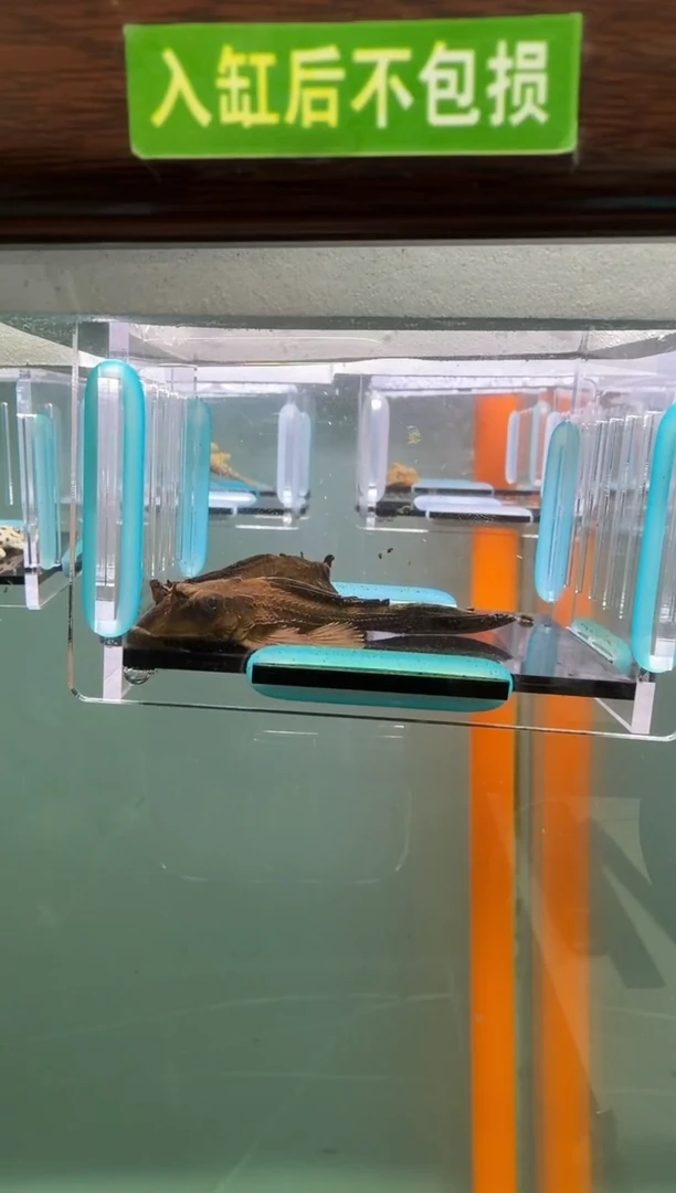 清道夫鱼141号鳄鱼入缸不包损录制完整开箱视频7厘米