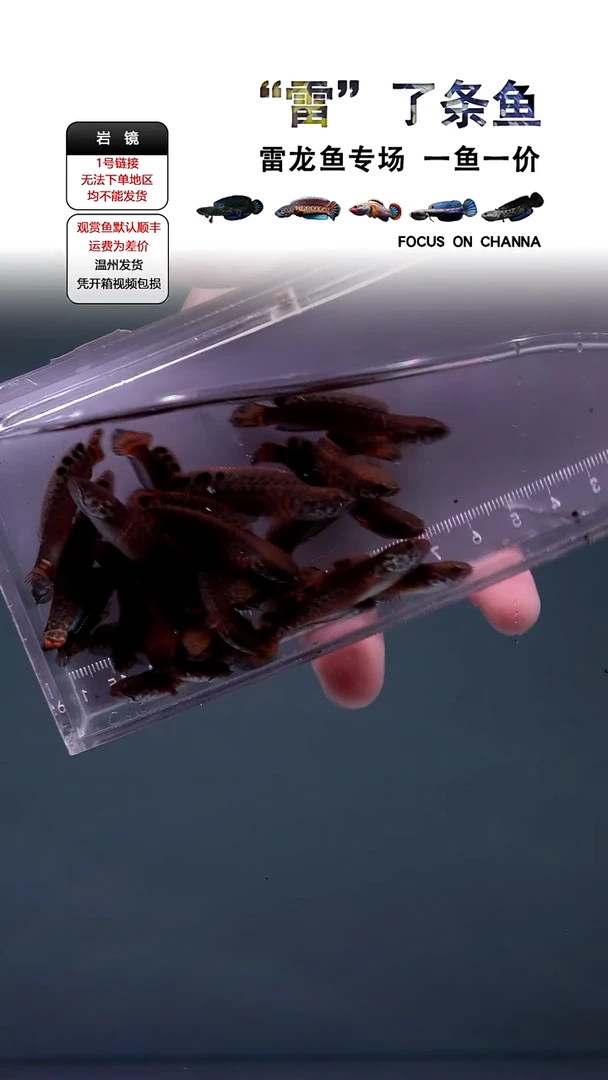 雷龙巧克力4CM一条全品发，顺丰包损不包邮