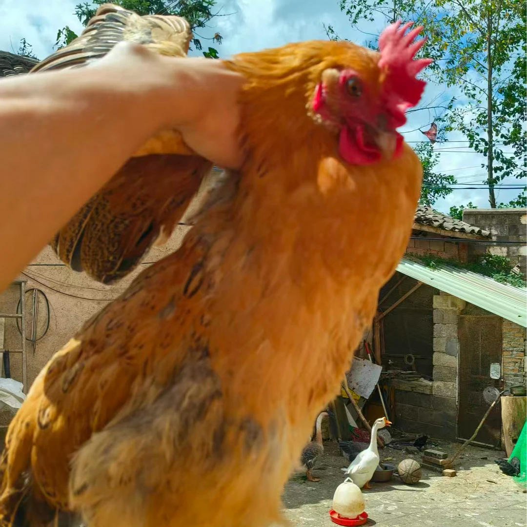 【闹1】农家散养三黄鸡发货包邮到手3只新鲜2.5-3斤 XG1