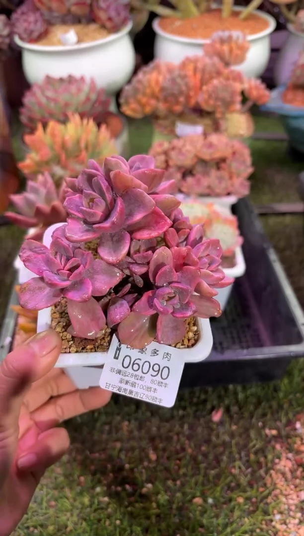 【闪购商品】06090