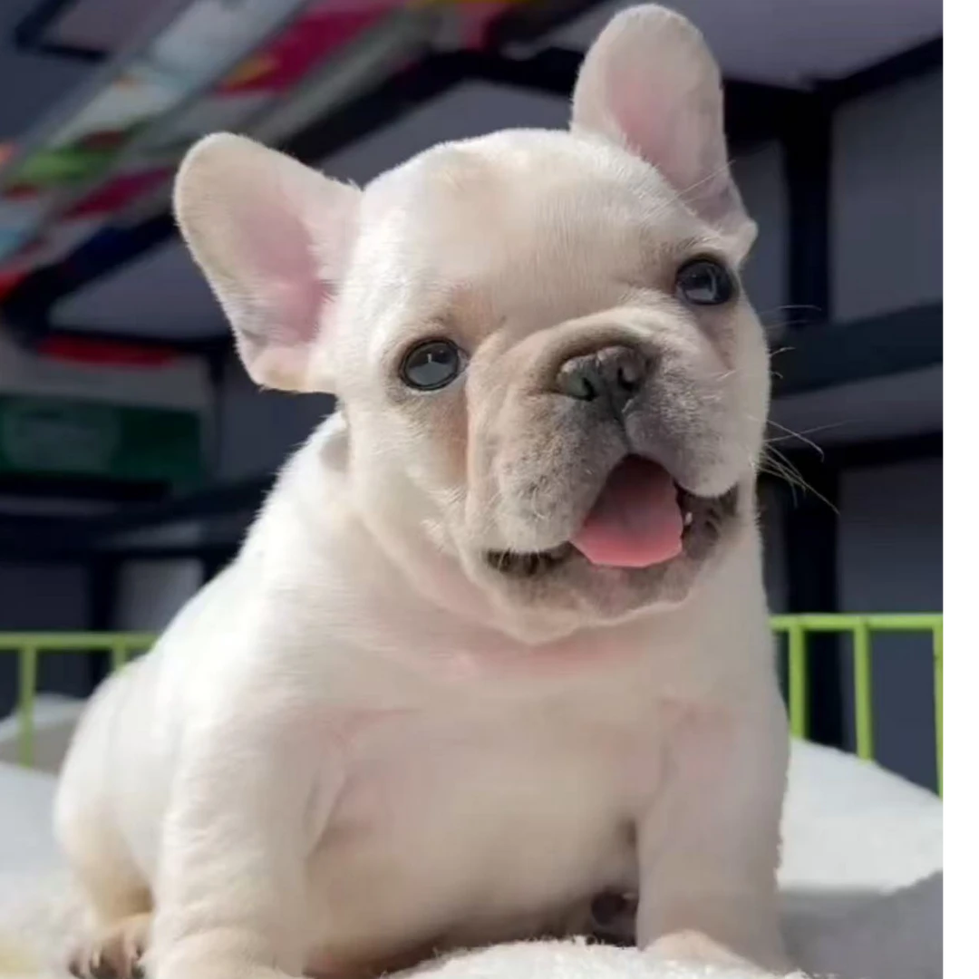 法国斗牛犬 法斗法牛 全款活体链接【华哥】