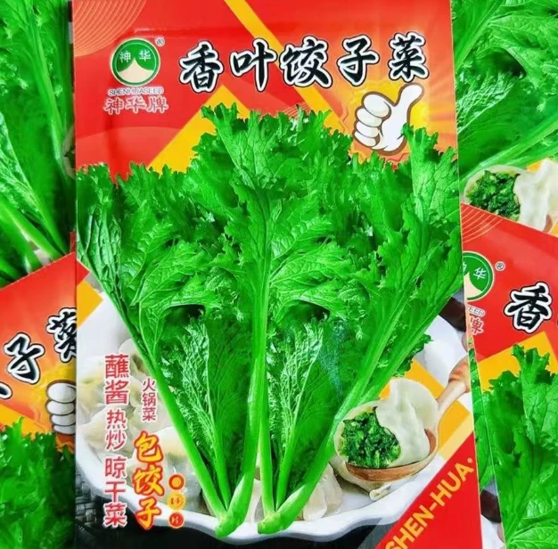 【香叶饺子菜种子】四季种植盆栽阳台