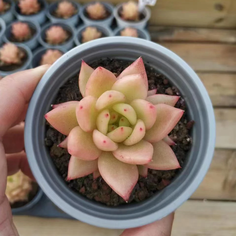 果冻香槟（单头）多肉植物