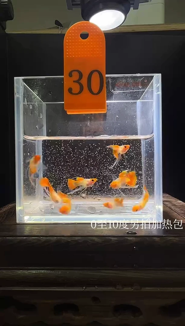 孔雀鱼深海蓝玻璃猫长公30