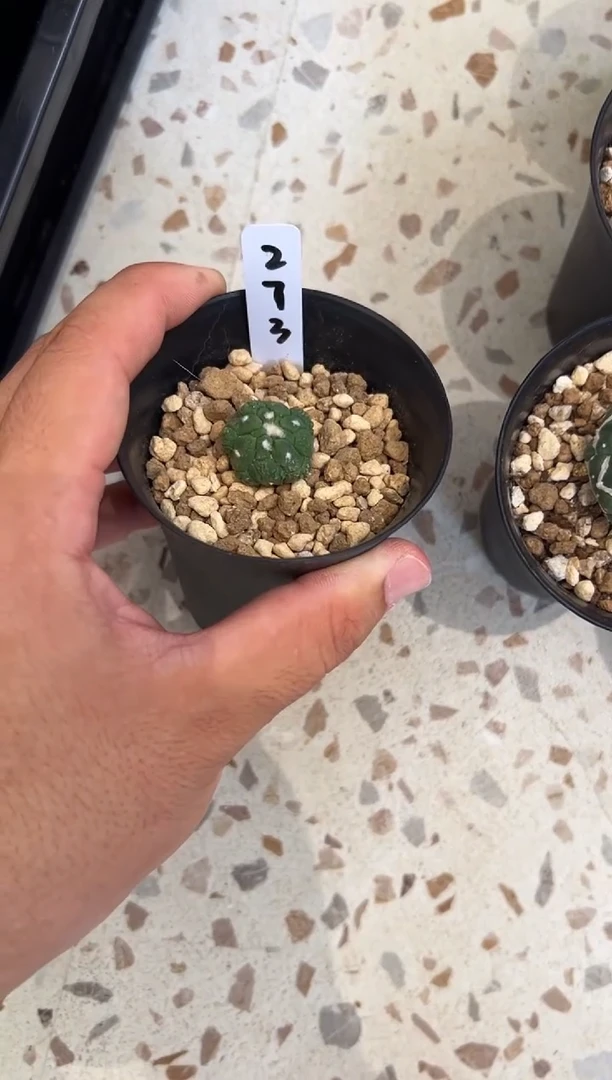 ?***香实生根星兜仙人球编码273