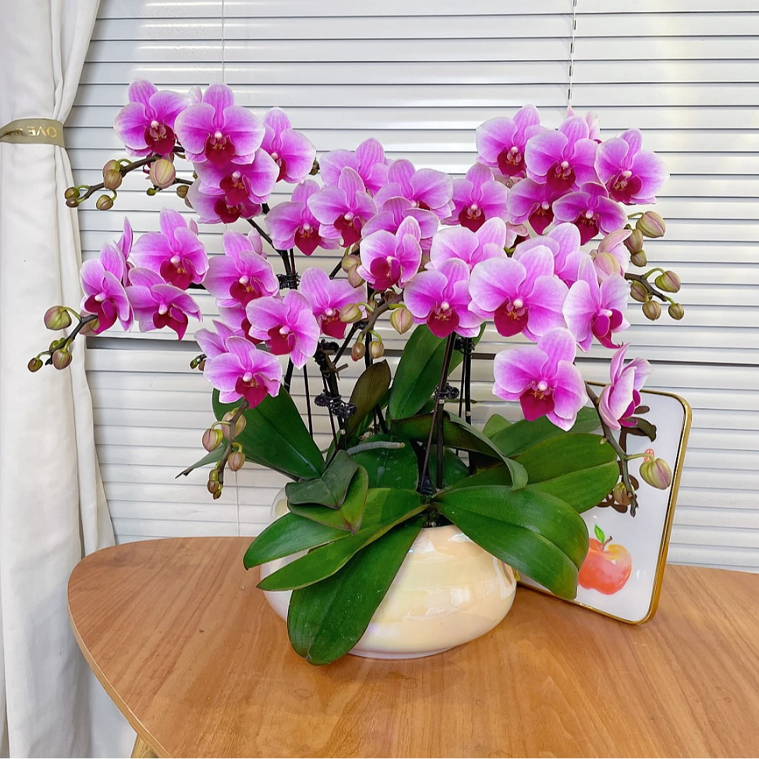 【宝贝-蝴蝶兰】高端鲜花 花期长 桌面款 送礼 家居摆件