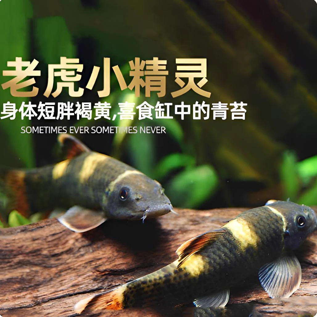 除藻老虎小精灵熊猫墨头鱼原生冷水观赏清洁工具鱼热带混养好养鱼