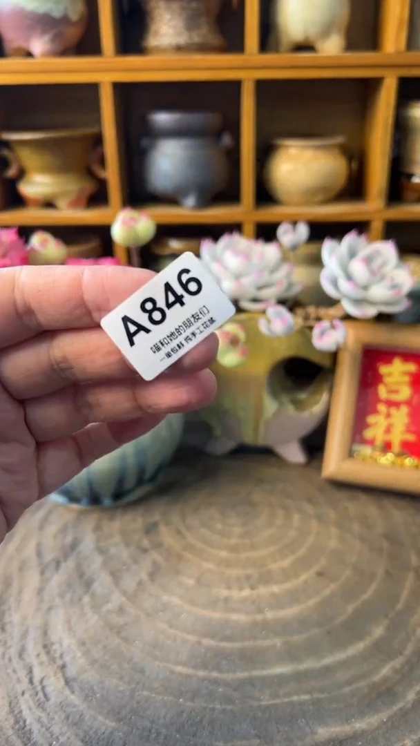 三*五846【多肉花盆多肉盆】