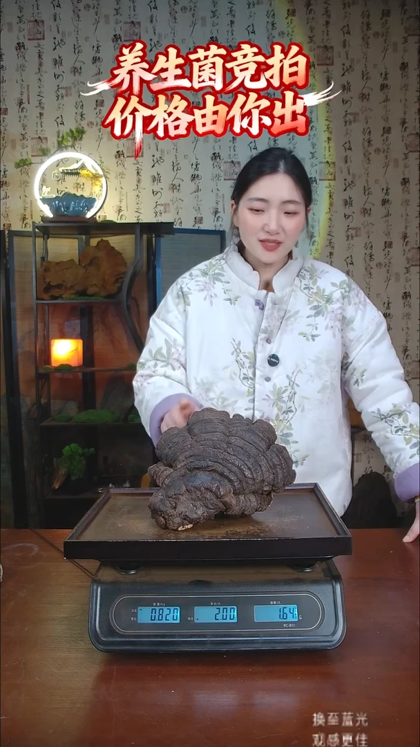 红缘拟层孔菌中国大陆【藏区野生】红缘树舌（1.64斤）20-30年份