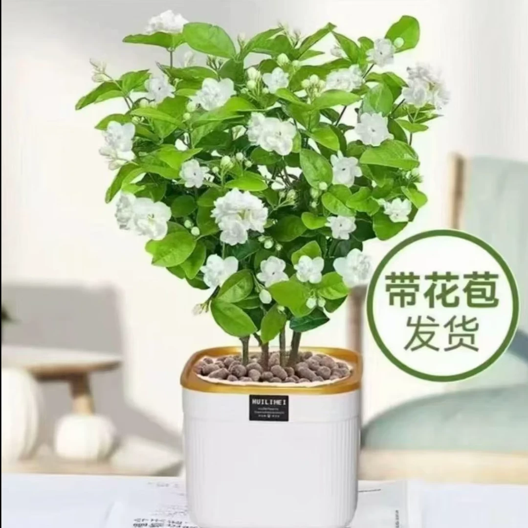 带花苞浓香茉莉花盆栽四季开花可室内外种植好养活