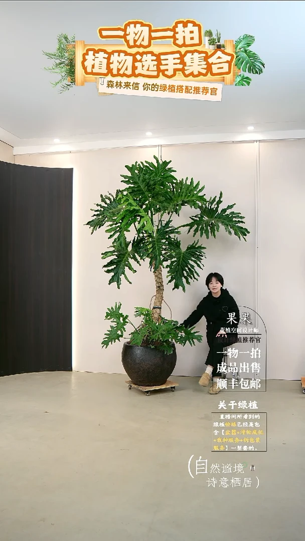 完全开放F****e大老桩龙鳞春羽连盆种好栽好一整套送货上门