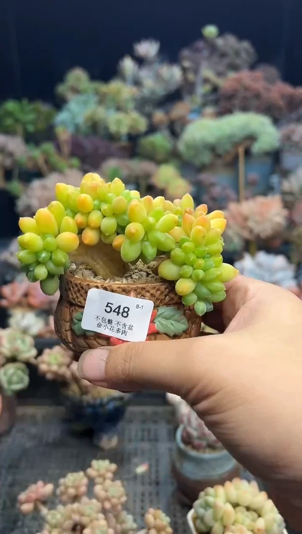 小*点548             带盆