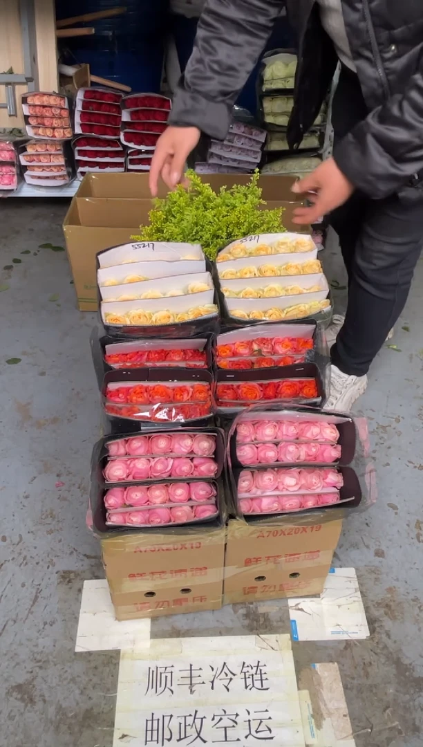 凯瑟琳20枝+火灵鸟20枝+香槟20枝+黄莺