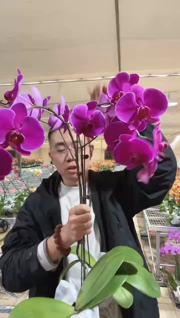 完全开放昆士敦2棵