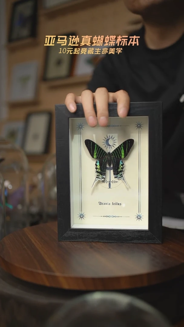 月亮蛾图腾款7寸竖框