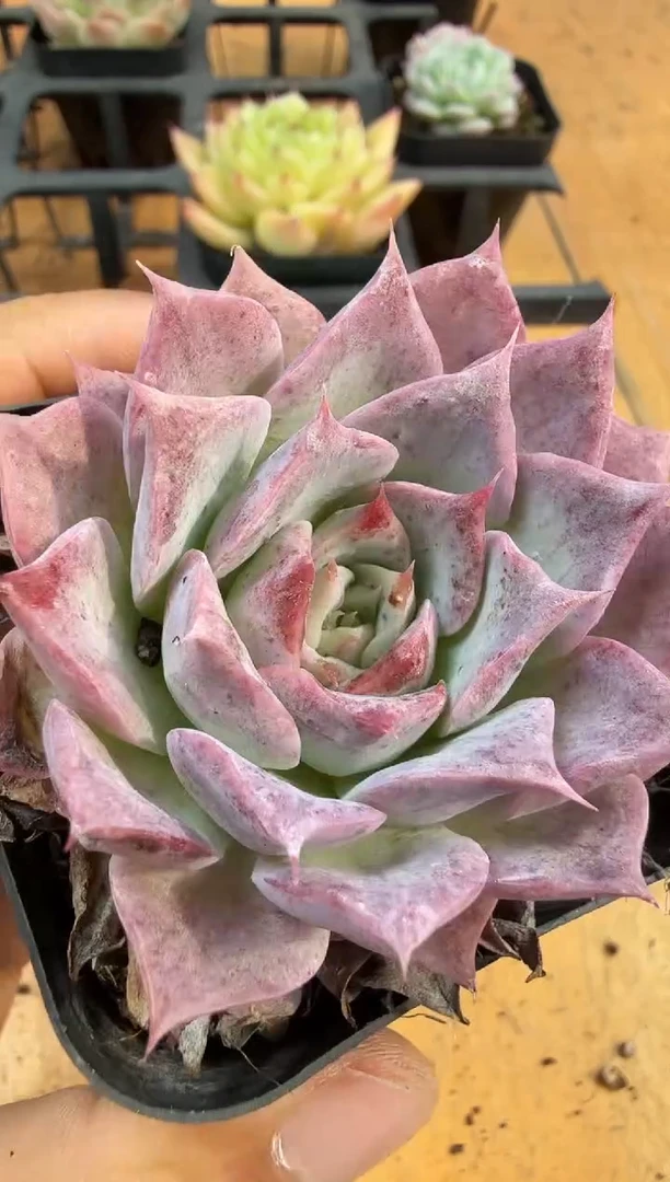 东云多肉园二店-448