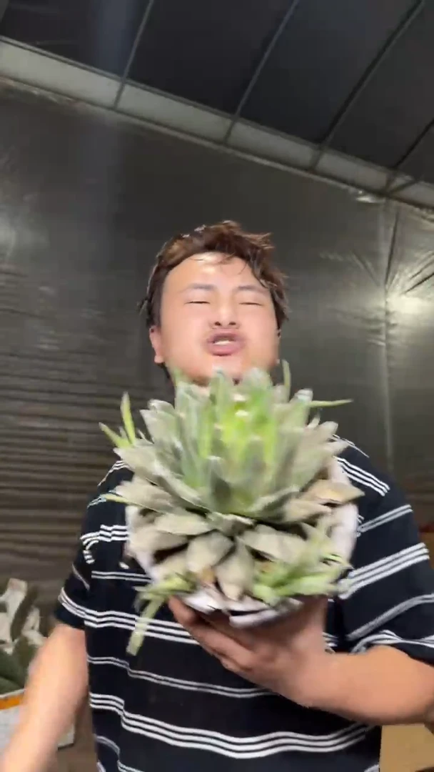 超大 屉之雪 14-20cm