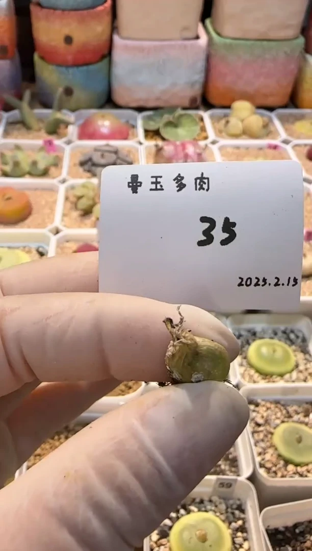 【闪购商品】25.2.15-35小羊