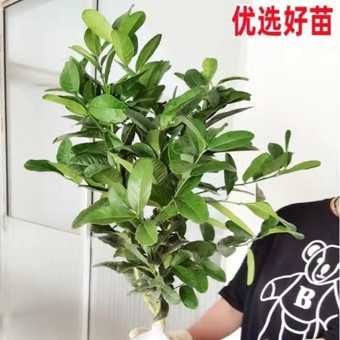 【香水柠檬】广东香水柠檬可使用四季柠檬盆栽地栽南北方种植