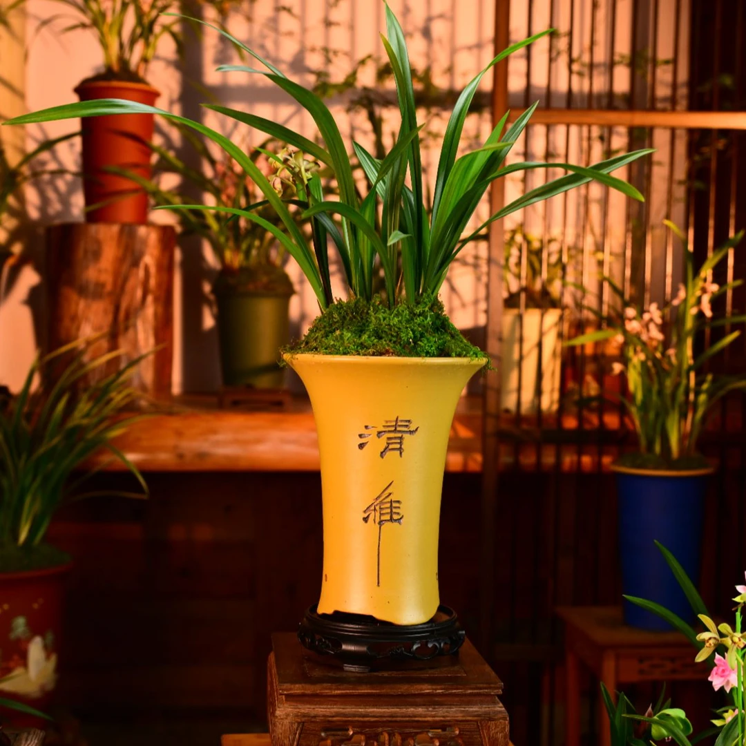 建兰铭品【荷王】高端紫砂盆浓香兰花室内花盆好养易活