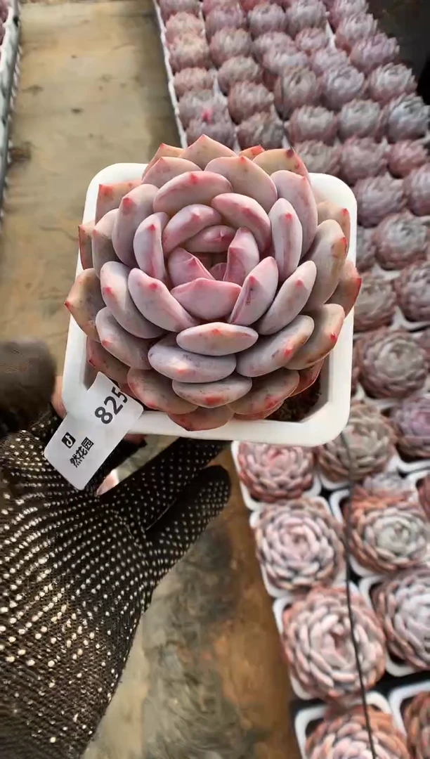 【闪购商品】825蒙克一物一拍