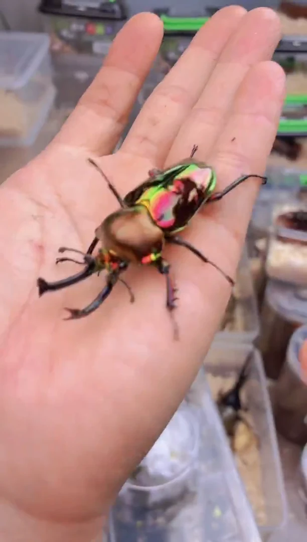 58mm彩虹锹甲成虫公一只