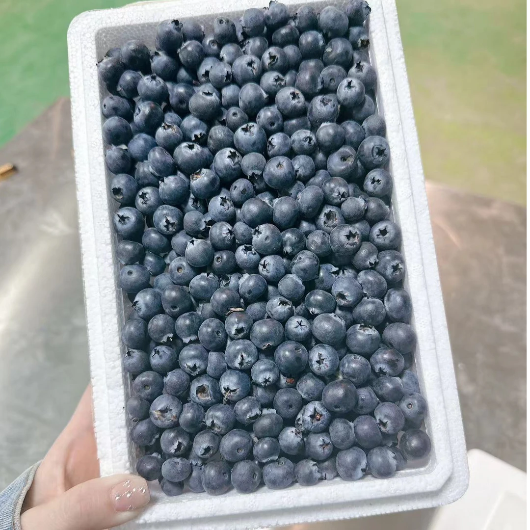 《果虎甄选》云南小糖豆蓝莓 果径12mm-14mm 包邮 400g优瑞卡云南省玉溪市