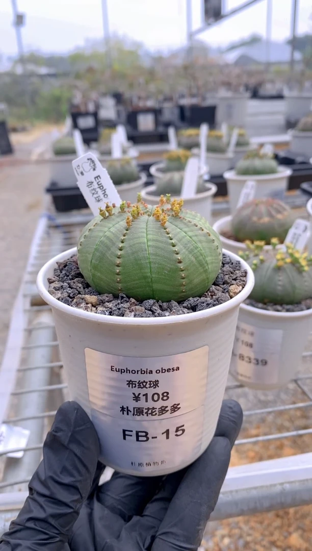 【闪购商品】布纹球FB-15