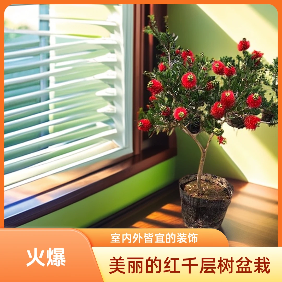 庭院阳台绿植盆栽 红千层树苗 垂枝瓶刷子金宝树
