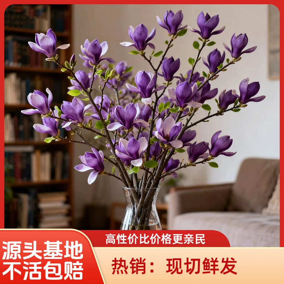 耐寒【年前必开花】遇水开花水培浓香玉兰鲜枝带花苞鲜切现发