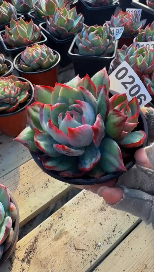 【闪购商品】0206惊鸿仙子（裸根发货）