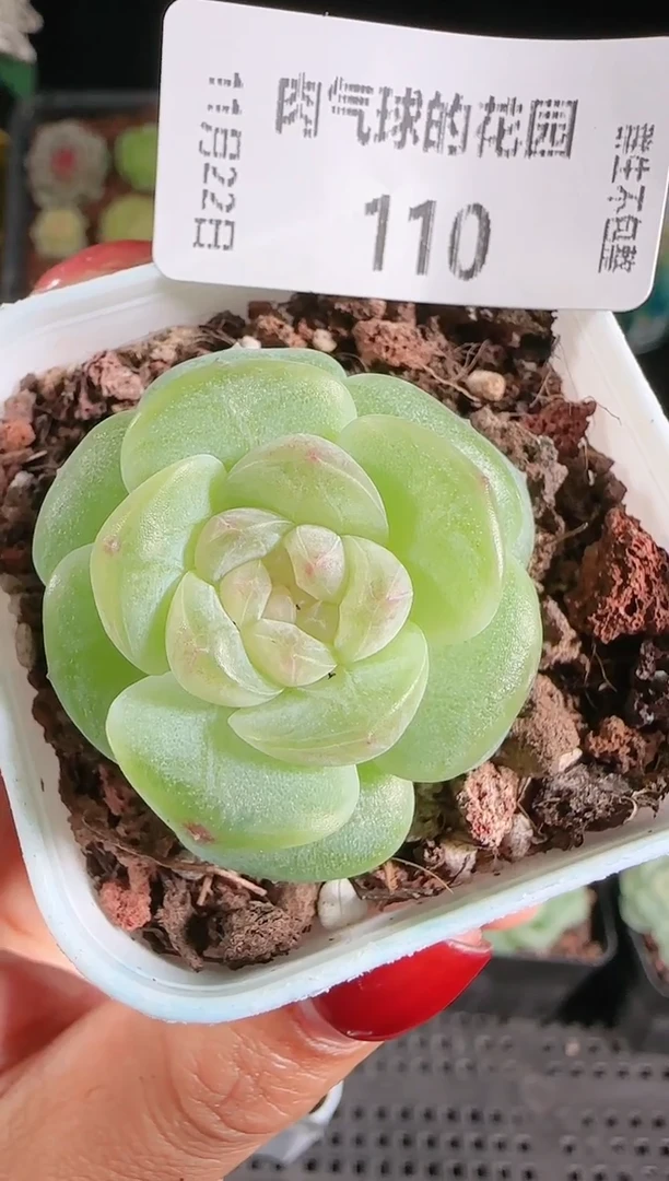 1122-110星月群生不包整