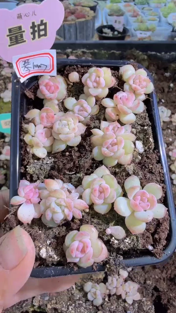 琴心切糕1盒 量拍多肉植物