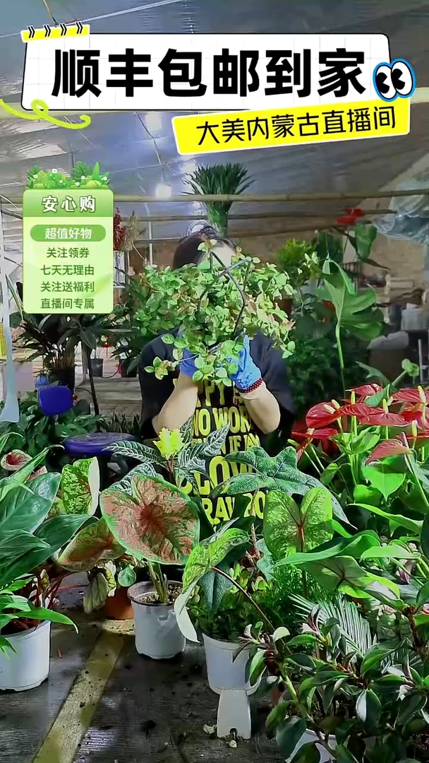 完全开放花叶络石顺丰包邮