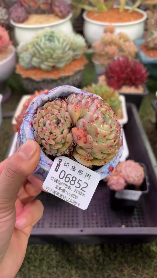 【闪购商品】06852