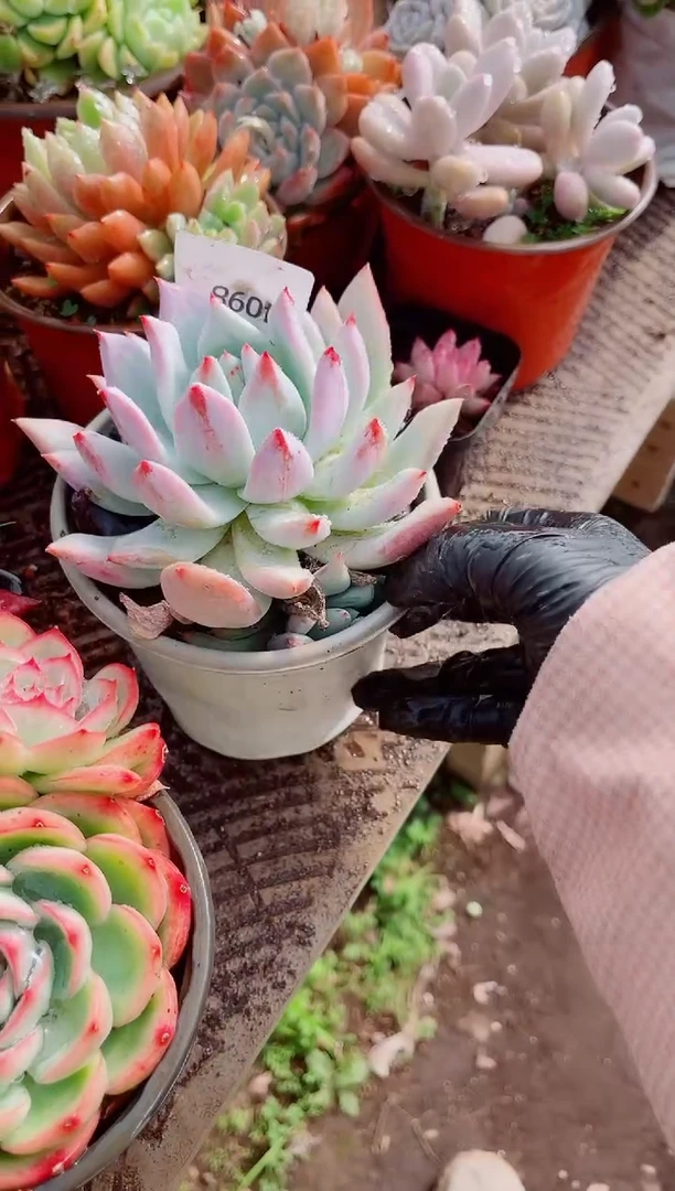 ?****°跃跃精品多肉14098