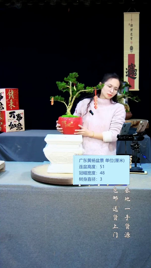 【闪购商品】黄杨盆景黄杨盆景