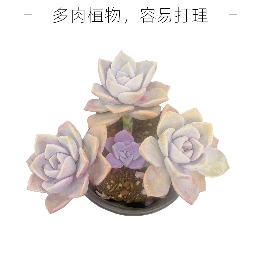 彪哥多肉玫瑰园艺紫乐多肉植物不带盆土净化空气防辐射甲醛