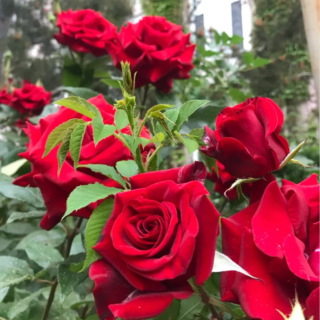两盆  养死包赔 （中国红+二乔） 稀有盆栽庭院月季花