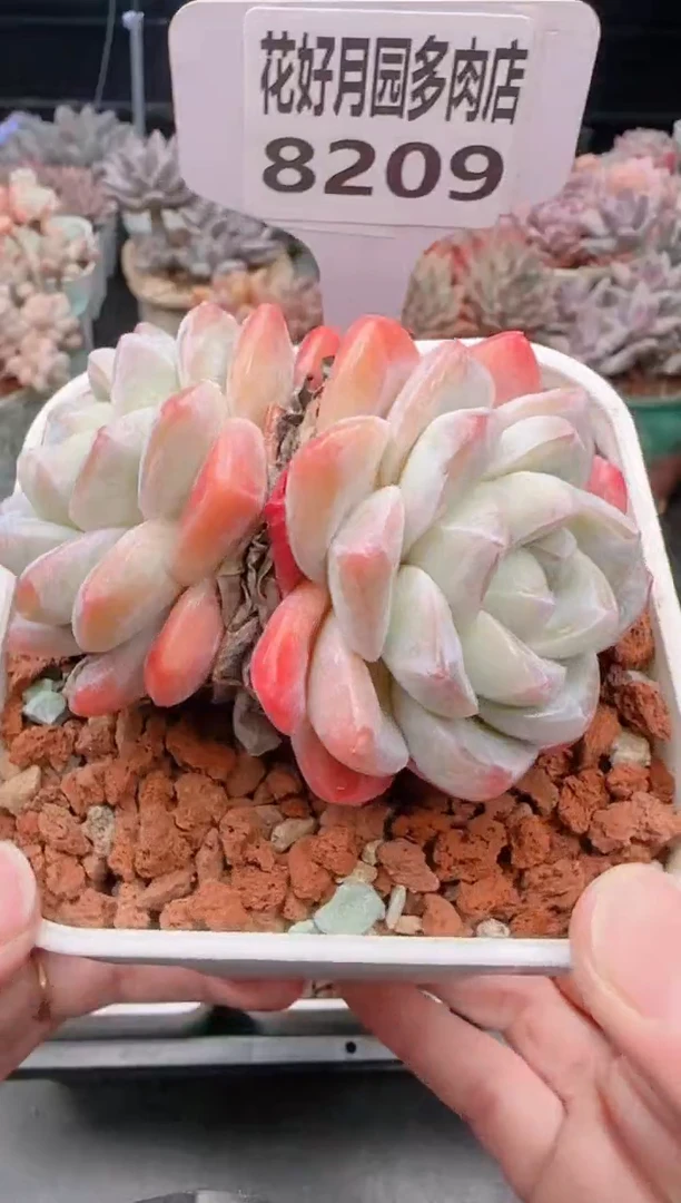 【闪购商品】8209冰玉