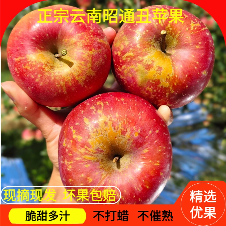 【脆甜爽口】云南昭通冰糖心丑苹果原产地富士苹果新鲜采摘昭通苹果