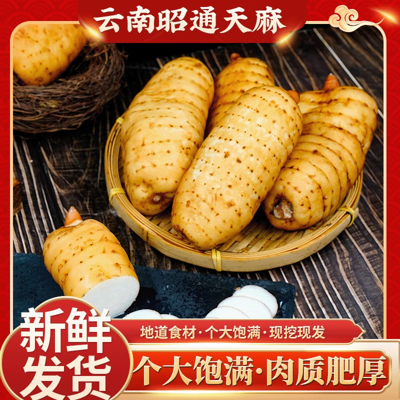 云南昭通天麻鲜天麻现挖现发个大肉厚饱满煲汤炖煮仿野生种植
