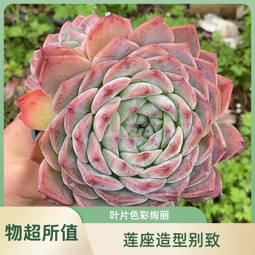 玻璃樽多头很肥   熊猫多肉  （满19.9包邮）